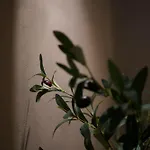 Apartment Holm Ilex & Quercus Chania (Crete)